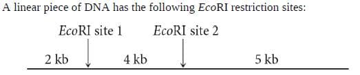 A linear piece of DNA has the following EcoRI restriction sites:
EcoRI site 2
EcoRI site 1
2 kb
4 kb
5 kb
