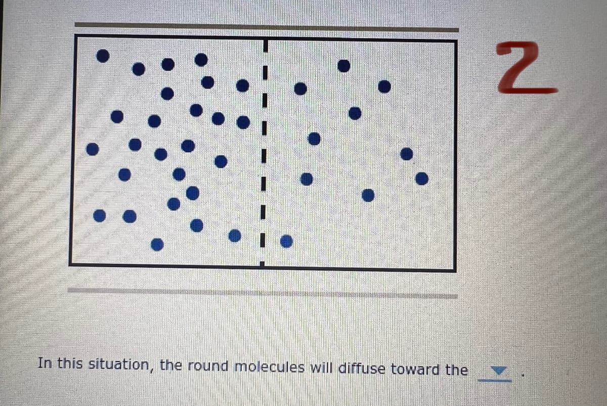 In this situation, the round molecules will diffuse toward the
2