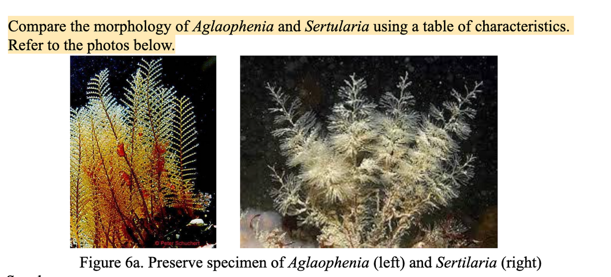 Compare the morphology of Aglaophenia and Sertularia using a table of characteristics.
Refer to the photos below.
Figure 6a. Preserve specimen of Aglaophenia (left) and Sertilaria (right)
