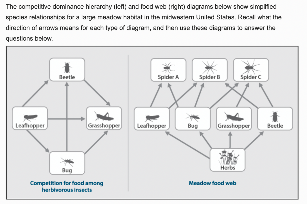 The competitive dominance hierarchy (left) and food web (right) diagrams below show simplified
species relationships for a large meadow habitat in the midwestern United States. Recall what the
direction of arrows means for each type of diagram, and then use these diagrams to answer the
questions below.
Leafhopper
Beetle
Grasshopper
Bug
Competition for food among
herbivorous insects
Spider A
Leafhopper
Bug
Spider B
Grasshopper
Herbs
Spider C
Meadow food web
Beetle