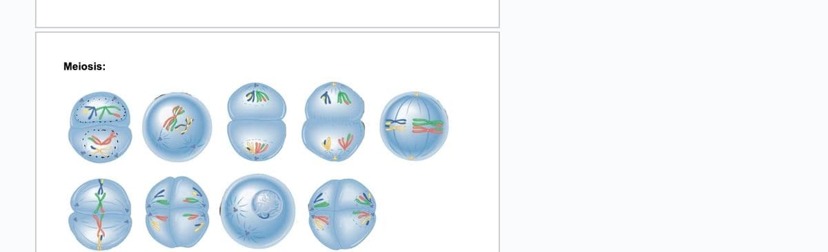 Meiosis: