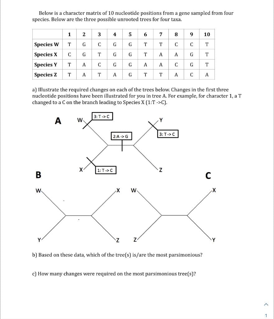 Below is a character matrix of 10 nucleotide positions from a gene sampled from four
species. Below are the three possible unrooted trees for four taxa.
Species W
Species X
Species Y
Species Z
B
1
T
C
T
T
W
2
G
G
A
A
X
3
C
T
C
T A
4
G
G
G
3: T -> C
1: T -> C
a) Illustrate the required changes on each of the trees below. Changes in the first three
nucleotide positions have been illustrated for you in tree A. For example, for character 1, a T
changed to a C on the branch leading to Species X (1:T->C).
A W
2:A -> G
X
5
G
G
G
G
Z
W
6
T
T
A
T
Z
7
T
A
A
T
8
C
A
C
A
3: T-> C
Z
9 10
C
T
G
T
G
T
C
A
b) Based on these data, which of the tree(s) is/are the most parsimonious?
c) How many changes were required on the most parsimonious tree(s)?
с
X
A
1