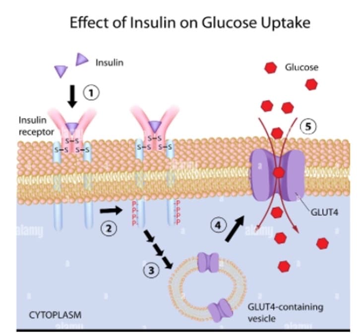 Insulin
receptor
Effect of Insulin on Glucose Uptake
alamy
5-S
5-5 5-s
Insulin
MONONOONNNeelofeletNetet
CYTOPLASM
s-s
S-s S-S
(2)
áááá
(3)
eeeeeeee
14229
Meded
4
Glucose
vesicle
(5)
www
GLUT4
GLUT4-containing
olemu