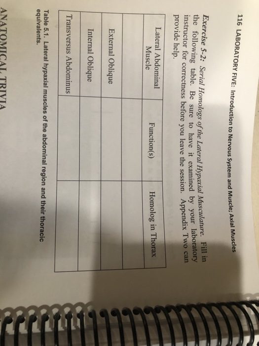 116 LABORATORY FIVE: Introduction to Nervous System and Muscle: Axial Muscles
Exercise 5-2: Serial Homologs of the Lateral Hypaxial Musculature. Fill in
the following table. Be sure to have it examined by your laboratory
instructor for correctness before you leave the session. Appendix Two can
provide help.
Lateral Abdominal
Muscle
External Oblique
Internal Oblique
Transversus Abdominus
Function(s)
ANATOM
Homolog in Thorax
Table 5.1. Lateral hypaxial muscles of the abdominal region and their thoracic
equivalents.