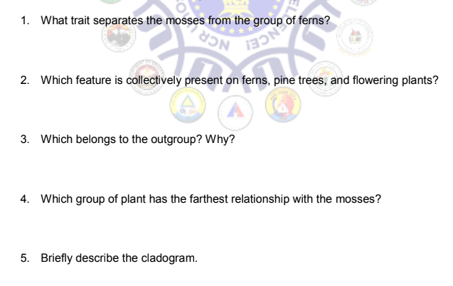 1. What trait separates the mosses from the group of ferns?
NCE!
NCR
2. Which feature is collectively present on ferns, pine trees, and flowering plants?
3. Which belongs to the outgroup? Why?
4. Which group of plant has the farthest relationship with the mosses?
5. Briefly describe the cladogram.
