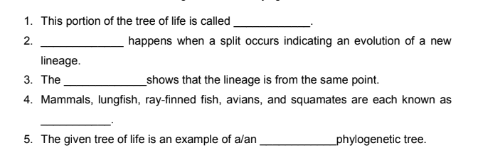 1. This portion of the tree of life is called
2.
happens when a split occurs indicating an evolution of a new
lineage.
3. The
_shows that the lineage is from the same point.
4. Mammals, lungfish, ray-finned fish, avians, and squamates are each known as
5. The given tree of life is an example of alan
phylogenetic tree.
