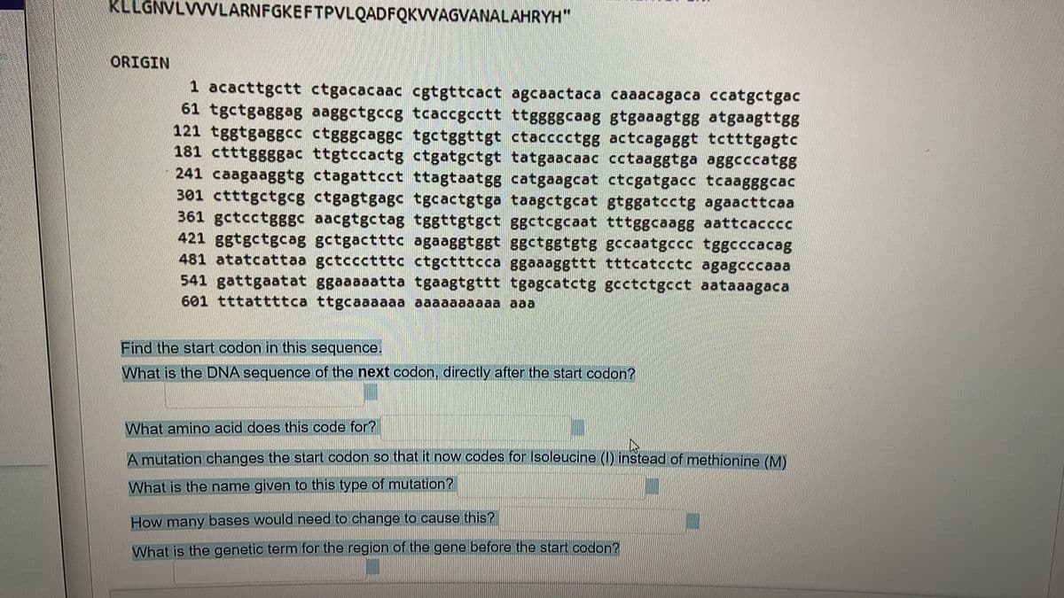 KLLGNVLVWVLARNFGKEFTPVLQADFQKVVAGVANALAHRYH"
ORIGIN
1 acacttgctt ctgacacaac cgtgttcact agcaactaca caaacagaca ccatgctgac
61 tgctgaggag aaggctgccg tcaccgcctt ttg88gcaag gtgaaagtgg atgaagttgg
121 tggtgaggcc ctgggcaggc tgctggttgt ctacccctgg actcagaggt tctttgagtc
181 ctttggggac ttgtccactg ctgatgctgt tatgaacaac cctaaggtga aggcccatgg
241 caagaaggtg ctagattcct ttagtaatgg catgaagcat ctcgatgacc tcaa88gcac
301 ctttgctgcg ctgagtgagc tgcactgtga taagctgcat gtggatcctg agaacttcaa
361 gctcctgggc aacgtgctag tggttgtgct ggctcgcaat tttggcaagg aattcacccc
421 ggtgctgcag gctgactttc agaaggtggt ggctggtgtg gccaatgccc tggcccacag
481 atatcattaa gctccctttc ctgctttcca ggaaaggttt tttcatcctc agagcccaaa
541 gattgaatat ggaaaaatta tgaagtgttt tgagcatctg gcctctgcct aataaagaca
601 tttattttca ttgcaaaaaa aaaaaaaaaa aaa
Find the start codon in this sequence.
What is the DNA sequence of the next codon, directly after the start codon?
What amino acid does this code for?
A mutation changes the start codon so that it now codes for Isoleucine (1) instead of methionine (M)
What is the name given to this type of mutation?
How many bases would need to change to cause this?
What is the genetic term for the region of the gene before the start codon?
