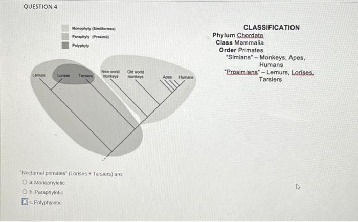 QUESTION 4
Lemurs
Monophyly (Simiiformes)
Paraphyly (Prosimi)
Polyphyly
New world Old world
Lorises Tarsers monkeys monkeys
"Nocturnal primates" (Lorises Tarsiers) are:
O a. Monophyletic
O b.Paraphyletic
c. Polyphyletic
Humans
CLASSIFICATION
Phylum Chordata
Class Mammalia
Order Primates
"Simians" - Monkeys, Apes,
Humans
"Prosimians-Lemurs, Lorises,
Tarsiers
4