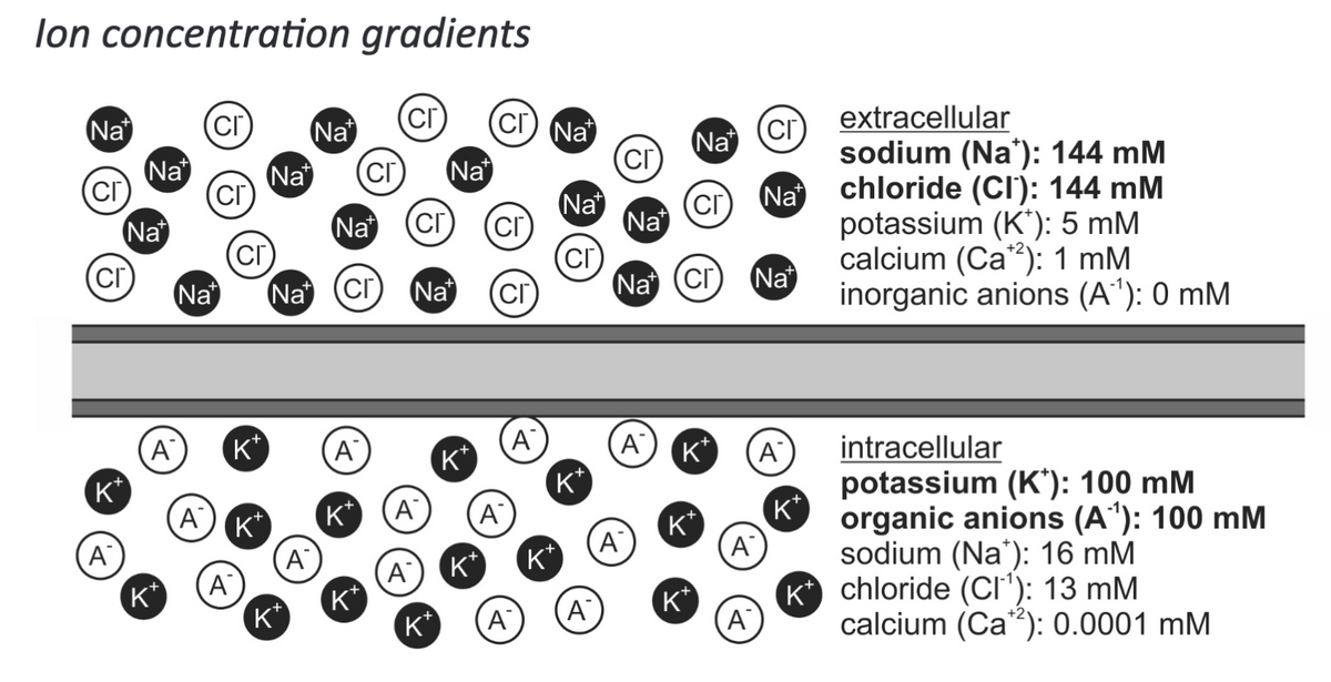 lon concentration gradients
Na
cr)
(Cr)
K*
A
Na
Na
A
K*
(Cr
(cr
(Cr)
Na Na (Cr)
A
+
K*
K*
A
Cr
Nat
(Cr)
Na
Na СГ
A
K+
A
+
K*
K+
Na
A
Na
K*
K*
(Cr) Na
A A
K*
(СГ
(Cr)
A
A
Na
(Cr)
K*
K+
A
СГ
Na
Na (Cr)
(A)
Na
(Cr
A) K
K+
K™
A
A
(Cr)
Na
Na
A
K
K
extracellular
sodium (Na*): 144 mM
chloride (CI): 144 mM
potassium (K*): 5 mM
calcium (Ca): 1 mM
inorganic anions (A¹): 0 mM
intracellular
potassium (K): 100 mM
organic anions (A¹): 100 mM
sodium (Na): 16 mM
chloride (CI¯¹): 13 mM
calcium (Ca¹2): 0.0001 mM