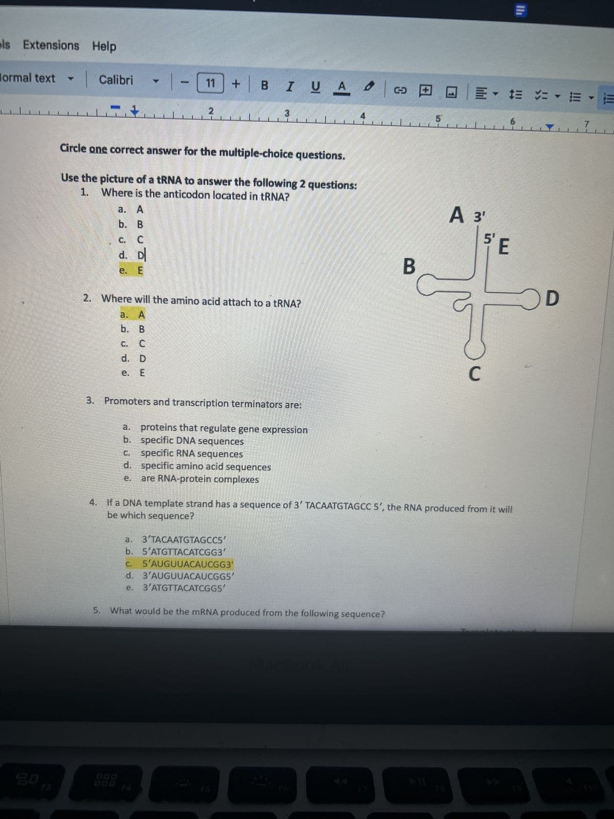 els Extensions Help
Normal text
Calibri
11
2
BIUA
E
6
Circle one correct answer for the multiple-choice questions.
Use the picture of a tRNA to answer the following 2 questions:
1. Where is the anticodon located in tRNA?
a. A
b. B
c. C
d. D
e. E
B
A 3'
5' E
D
2. Where will the amino acid attach to a tRNA?
a. A
b. B
C
d. D
e. E
3. Promoters and transcription terminators are:
a. proteins that regulate gene expression
b. specific DNA sequences
c.
specific RNA sequences
d. specific amino acid sequences
e
are RNA-protein complexes
C
4. If a DNA template strand has a sequence of 3 TACAATGTAGCC 5', the RNA produced from it will
be which sequence?
a.
3'TACAATGTAGCCS'
b. 5'ATGTTACATCGG3'
c.
5'AUGUUACAUCGG3'
d.
3'AUGUUACAUCGGS'
e.
3'ATGTTACATCGGS'
5. What would be the mRNA produced from the following sequence?
MacBook Air
E
DDD
000
F4
F5
F6
F7
F8
F9
F10