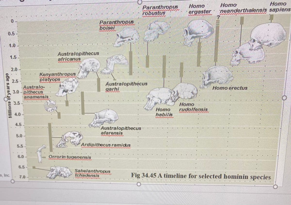 Homo
Homo
neanderthalersis sapieris
Homo
Paranthropus
robustus
ergaster
0-
Paranthropus
boisei
0.5-
1.0
Australopithecus
africanus
1.5-
2.0
Kenyanthropus
platyops
2.5
Australopithecus
garhi
Australo-
3.0- pithecUs
anamensis
3.5-
Homo erectus
Homo
Homo
habilis
rudolfensis
4.0 -
4.5.
Australopithecus
afarensis
5.0-
5.5
Ardipithecus ramidus
6.0
Orrorin tugenensis
6.5
Sahelanthropus
tchadensis
Fig 34.45 A timeline for selected hominin species
n, Inc.
7.0
Millions of ye ars ago
