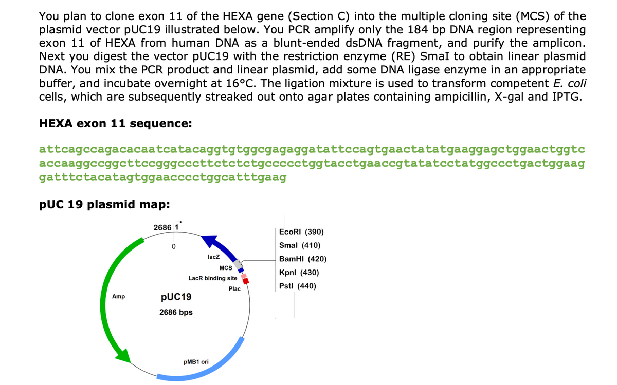 You plan to clone exon 11 of the HEXA gene (Section C) into the multiple cloning site (MCS) of the
plasmid vector pUC19 illustrated below. You PCR amplify only the 184 bp DNA region representing
exon 11 of HEXA from human DNA as a blunt-ended dsDNA fragment, and purify the amplicon.
Next you digest the vector pUC19 with the restriction enzyme (RE) Smal to obtain linear plasmid
DNA. You mix the PCR product and linear plasmid, add some DNA ligase enzyme in an appropriate
buffer, and incubate overnight at 16°C. The ligation mixture is used to transform competent E. coli
cells, which are subsequently streaked out onto agar plates containing ampicillin, X-gal and IPTG.
HEXA exon 11 sequence:
attcagccagacacaatcatacaggtgtggcgagaggatattccagtgaactatatgaaggagctggaactggtc
accaaggccggcttccgggcccttctctctgccccctggtacctgaaccgtatatcctatggccctgactggaag
gatttctacatagtggaacccctggcatttgaag
PUC 19 plasmid map:
Amp
2686 1
0
lacZ
EcoRI (390)
Smal (410)
BamHI (420)
MCS
Kpnl (430)
LacR binding site
Plac
Pstl (440)
pUC19
2686 bps
PMB1 ori