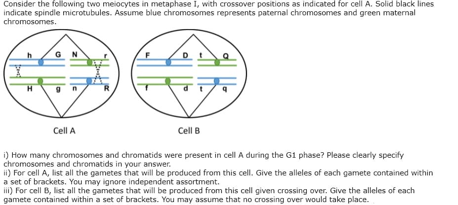 Consider the following two meiocytes in metaphase I, with crossover positions as indicated for cell A. Solid black lines
indicate spindle microtubules. Assume blue chromosomes represents paternal chromosomes and green maternal
chromosomes.
G N
D t
d
Cell A
Cell B
i) How many chromosomes and chromatids were present in cell A during the G1 phase? Please clearly specify
chromosomes and chromatids in your answer.
ii) For cell A, list all the gametes that will be produced from this cell. Give the alleles of each gamete contained within
a set of brackets. You may ignore independent assortment.
iii) For cell B, list all the gametes that will be produced from this cell given crossing over. Give the alleles of each
gamete contained within a set of brackets. You may assume that no crossing over would take place.
