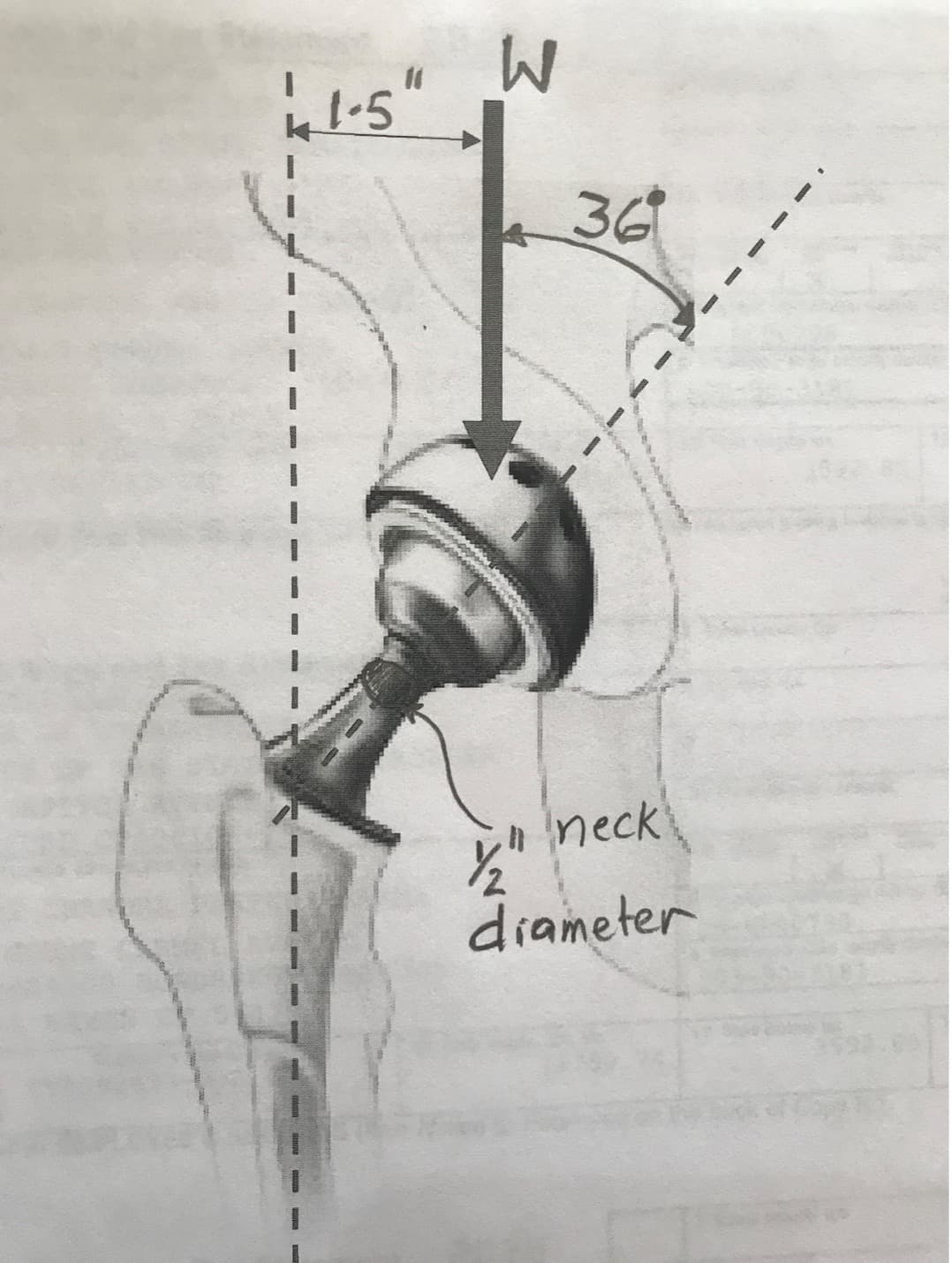 36
nneck
diameter
