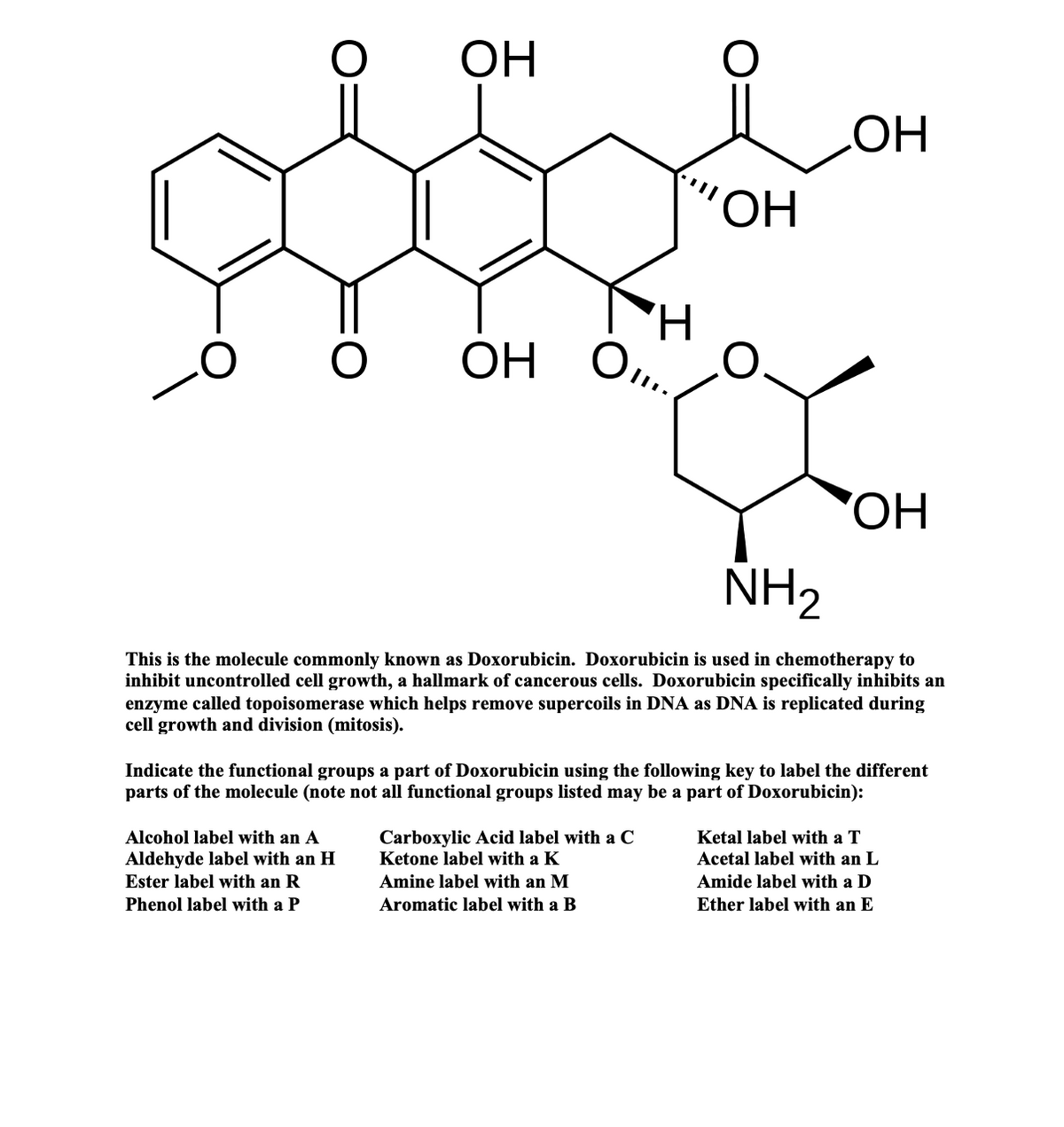 ОН
HO
"ОН
Н
ОН
OH O,.
ОН
NH2
This is the molecule commonly known as Doxorubicin. Doxorubicin is used in chemotherapy to
inhibit uncontrolled cell growth, a hallmark of cancerous cells. Doxorubicin specifically inhibits an
enzyme called topoisomerase which helps remove supercoils in DNA as DNA is replicated during
cell growth and division (mitosis).
the following key to label the different
Indicate the functional groups a part of Doxorubicin usi
parts of the molecule (note not all functional groups listed may be a part of Doxorubicin):
Carboxylic Acid label with a C
Ketone label with a K
Alcohol label with an A
Ketal label with a T
Aldehyde label with an H
Ester label with an R
Acetal label with an L
Amine label with an M
Amide label with a D
Phenol label with a P
Aromatic label with a B
Ether label with an E
