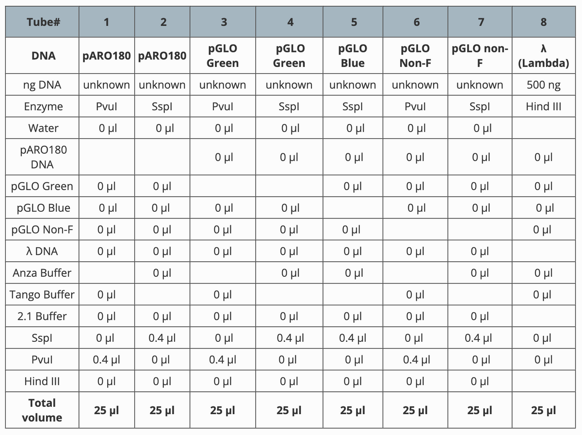 Tube#
2
3
5
7
8
PGLO
PGLO
PGLO
DNA PARO180 PARO180
Green
Green
Blue
PGLO
Non-F
pGLO non-
F
λ
(Lambda)
ng DNA
unknown unknown unknown
unknown
unknown
unknown unknown
500 ng
Enzyme
Pvul
Sspl
Pvul
Sspl
Sspl
Pvul
Sspl
Hind Ill
Water
Ο μι
Ο μι
Ο μι
Ο μι
Ο μι
Ο μι
Ο μι
PARO180
Ο μι
Ο μι
Ο μι
Ο μι
Ο μι
Ο μι
DNA
PGLO Green
Ο μι
Ο μι
Ο μι
Ο μι
Ο μι
Ο μι
PGLO Blue
Ο μι
Ο μι
Ο μί
Ο μι
Ο μι
Ο μι
Ο μι
PGLO Non-F
Ο μι
Ο μι
Ο μι
Ο μι
0 μ.
Ο μι
λ DNA
Ο μι
Ο μι
Ο μι
Ο μι
Ο μι
Ο μι
Ο μι
Anza Buffer
Ο μι
Ο μι
Ο μι
Ο μι
Ο μι
Tango Buffer
Ο μι
Ο μι
Ο μι
Ο μι
2.1 Buffer
Ο μι
Ο μι
Ο μι
Ο μι
Ο μι
Ο μι
Ο μι
Sspl
Ο μι
0.4 μ.
Ο μι
0.4 μ.
0.4 μ.
Ο μι
0.4 μ.
Ο μι
Pvul
0.4 μ.
Ο μι
0.4 μ.
Ο μι
Ο μι
0.4 μ.
Ο μι
Ο μι
Hind Ill
Ο μι
Ο μι
Ο μι
Ο μι
Ο μι
Ο μι
Ο μι
Total
25 μΙ
25 μΙ
25 μΙ
25 μΙ
25 μΙ
25 μΙ
25 μΙ
25 μΙ
volume