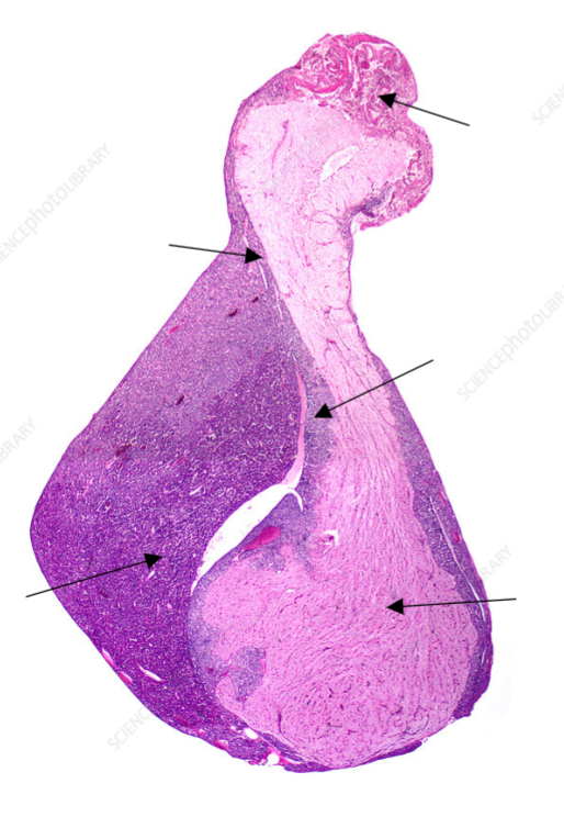 INCEPhotoLIBRARY
BRARY
SCIENCE
SCIEN
SCIENCEphotoLIBR
RARY