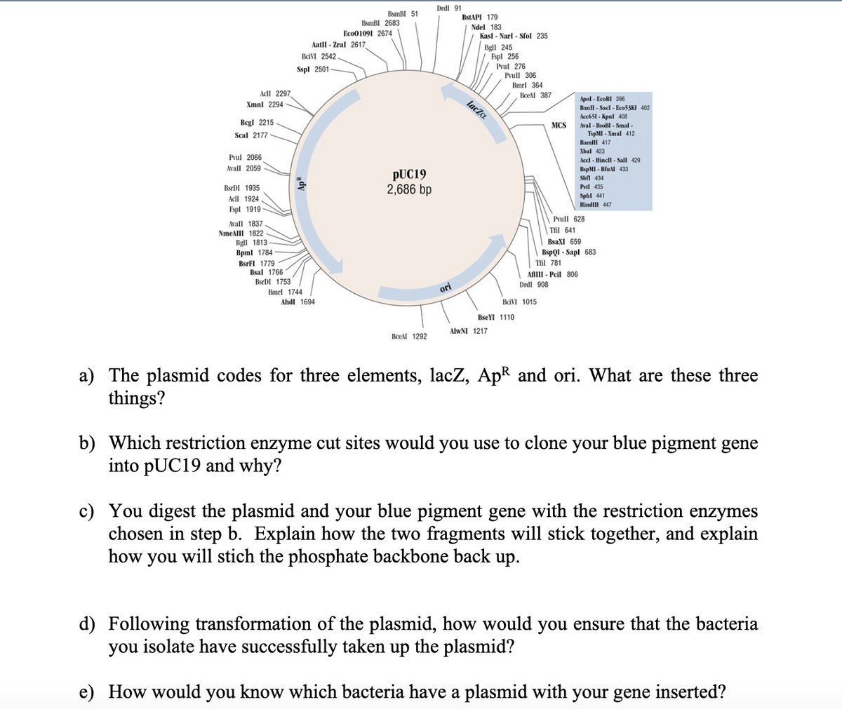 Acll 2297
Xmnl 2294
Bcgl 2215
Scal 2177
Pvul 2066
Avall 2059
BsTDI 1935
Acll 1924
Fspl 1919-
Avall 1837
NmeAIII 1822
Bgll 1813-
Bpml 1784
BsRFI 1779
Bsal 1766
BciVI 2542
Aatll - Zral 2617
Sspl 2501
BsrDI 1753
Bmrl 1744
BsmBI 51
BsmBI 2683
Eco01091 2674
Ahdl 1694
PUC19
2,686 bp
BceAl 1292
Drdl 91
ori
BstAPI 179
Ndel 183
Kasl - Narl - Sfol 235
Bell 245
Fspl 256
laczo
AlwNI 1217
Pvul 276
Pvull 306
Bmrl 364
BseYI 1110
BceAl 387
MCS
BeiVI 1015
AflIII - Pcil 806
Drdl 908
Apol- EcoRI 396
Banll - Sacl - Eco53KI 402
Acc651- Kpnl 408
Aval - BsoBI - Smal-
TspMI-Xmal 412
Bamil 417
Xbal 423
Accl - Hincll-Sall 429
BspMI-BfuAl 433
Sbfl 434
Pstl 435
Pvull 628
Tfil 641
BsaXI 659
BspQI-Sapl 683
Til 781
Sphl 441
HindIII 447
a) The plasmid codes for three elements, lacZ, ApR and ori. What are these three
things?
b) Which restriction enzyme cut sites would you use to clone your blue pigment gene
into pUC19 and why?
c) You digest the plasmid and your blue pigment gene with the restriction enzymes
chosen in step b. Explain how the two fragments will stick together, and explain
how you will stich the phosphate backbone back up.
d) Following transformation of the plasmid, how would you ensure that the bacteria
you isolate have successfully taken up the plasmid?
e) How would you know which bacteria have a plasmid with your gene inserted?