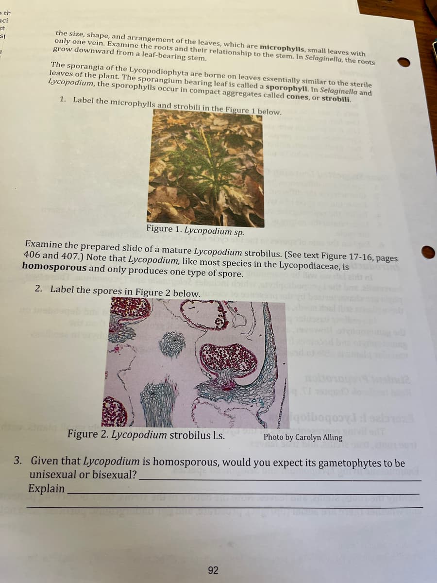 e th
aci
st
SJ
I
the size, shape, and arrangement of the leaves, which are microphylls, small leaves with
only one vein. Examine the roots and their relationship to the stem. In Selaginella, the roots
grow downward from a leaf-bearing stem.
The sporangia of the Lycopodiophyta are borne on leaves essentially similar to the sterile
leaves of the plant. The sporangium bearing leaf is called a sporophyll. In Selaginella and
Lycopodium, the sporophylls occur in compact aggregates called cones, or strobili.
1. Label the microphylls and strobili in the Figure 1 below.
Figure 1. Lycopodium sp.
Examine the prepared slide of a mature Lycopodium strobilus. (See text Figure 17-16, pages
406 and 407.) Note that Lycopodium, like most species in the Lycopodiaceae, is
homosporous and only produces one type of spore.
iw ow del ain
2. Label the spores in Figure 2 below.
qXI
92
Laibaquari
Figure 2. Lycopodium strobilus l.s.
3. Given that Lycopodium is homosporous, would you expect its gametophytes to be
unisexual or bisexual?
Explain
Photo by Carolyn Alling