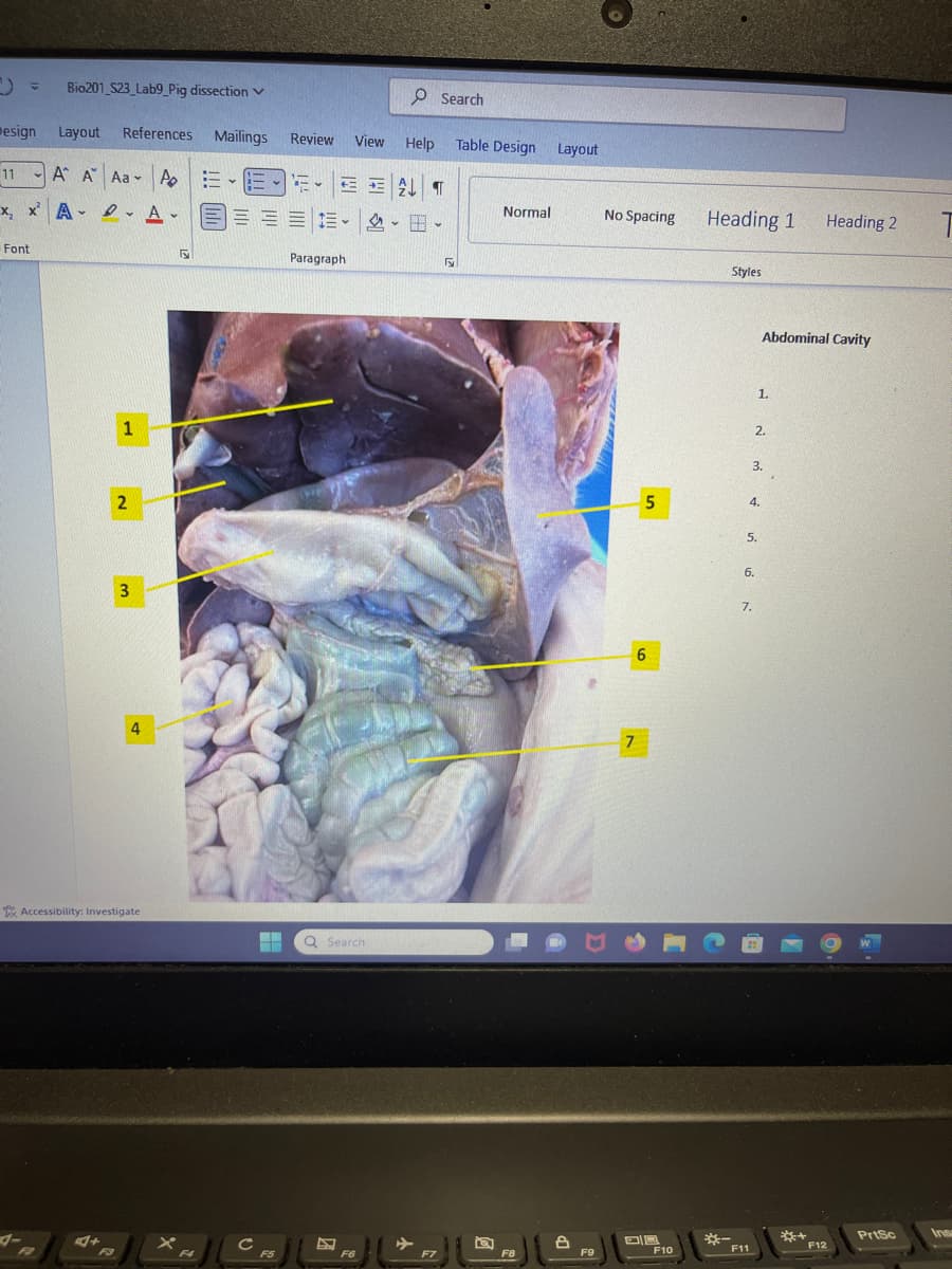 Design
Layout
11
A A Aa Po
v
x, x²A - A.
Bio201 S23_Lab9 Pig dissection v
Font
References Mailings Review View
1
2
3
4
Accessibility: Investigate
S
F4
E
F5
Paragraph
▬▬▬▬ Q Search
E ENT
F6
Search
Help Table Design
F7
Normal
F8
Layout
F9
No Spacing
7
5
6
F10
Heading 1 Heading 2
Styles
*-
-
5.
6.
F11
Abdominal Cavity
3.
7.
1.
2.
4.
***
F12
PrtSc