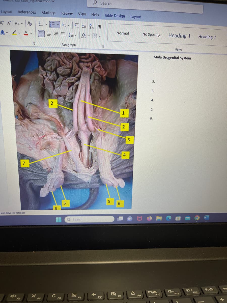 Layout
A A Aa Po
A
A
+
Pig dissection ✓
References Mailings
A =
7
essibility: Investigate
5
F4
2
6
с
Review View Help
P
F5
FEAT
Paragraph
5
Q Search
Search
F6
F7
Table Design Layout
5
Normal
6
F8
1
2
4
3
8
F9
No Spacing
1.
2.
3.
Male Urogenital System
4.
5.
6.
Heading 1
F10
Styles
F11
+*
F12
Heading 2
PrtSc
Ins
