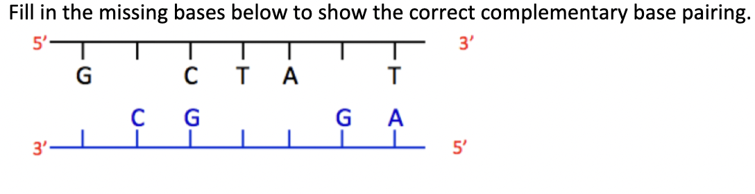 Fill in the missing bases below to show the correct complementary base pairing.
5'-
3'
G
C
T A
T
C
G
A
3'
G
in