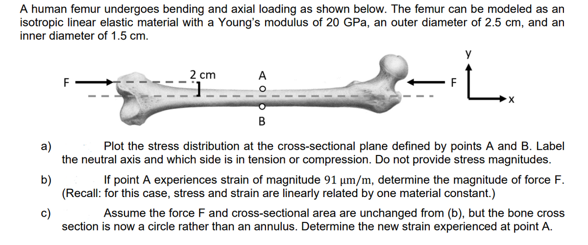 A human femur undergoes bending and axial loading as shown below. The femur can be modeled as an
isotropic linear elastic material with a Young's modulus of 20 GPa, an outer diameter of 2.5 cm, and an
inner diameter of 1.5 cm.
y
2 cm
A
F
F
В
а)
the neutral axis and which side is in tension or compression. Do not provide stress magnitudes.
Plot the stress distribution at the cross-sectional plane defined by points A and B. Label
b)
(Recall: for this case, stress and strain are linearly related by one material constant.)
If point A experiences strain of magnitude 91 um/m, determine the magnitude of force F.
c)
section is now a circle rather than an annulus. Determine the new strain experienced at point A.
Assume the force F and cross-sectional area are unchanged from (b), but the bone cross
