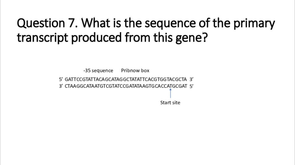Question 7. What is the sequence of the primary
transcript produced from this gene?
-35 sequence
Pribnow box
5' GATTCCGTATTACAGCATAGGCTATATTCACGTGGTACGCTA 3'
3' CTAAGGCATAATGTCGTATCCGATATAAGTGCACCATGCGAT 5'
Start site

