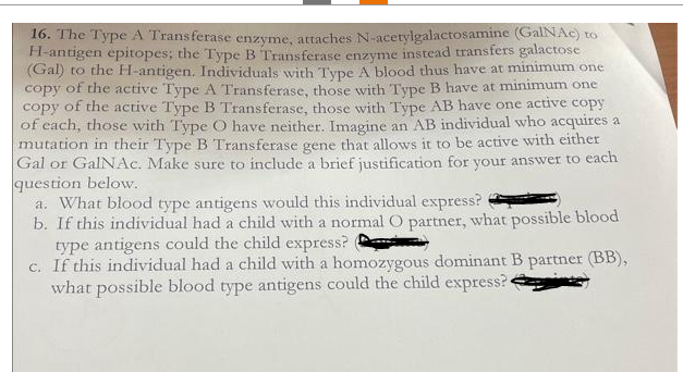 16. The Type A Transferase enzyme, attaches N-acetylgalactosamine (GalNAc) to
H-antigen epitopes; the Type B Transferase enzyme instead transfers galactose
(Gal) to the H-antigen. Individuals with Type A blood thus have at minimum one
copy of the active Type A Transferase, those with Type B have at minimum one
copy of the active Type B Transferase, those with Type AB have one active copy
of each, those with Type O have neither. Imagine an AB individual who acquires a
mutation in their Type B Transferase gene that allows it to be active with either
Gal or GalNAc. Make sure to include a brief justification for your answer to each
question below.
a. What blood type antigens would this individual express?
b. If this individual had a child with a normal O partner, what possible blood
type antigens could the child express?
c. If this individual had a child with a homozygous dominant B partner (BB),
what possible blood type antigens could the child express?