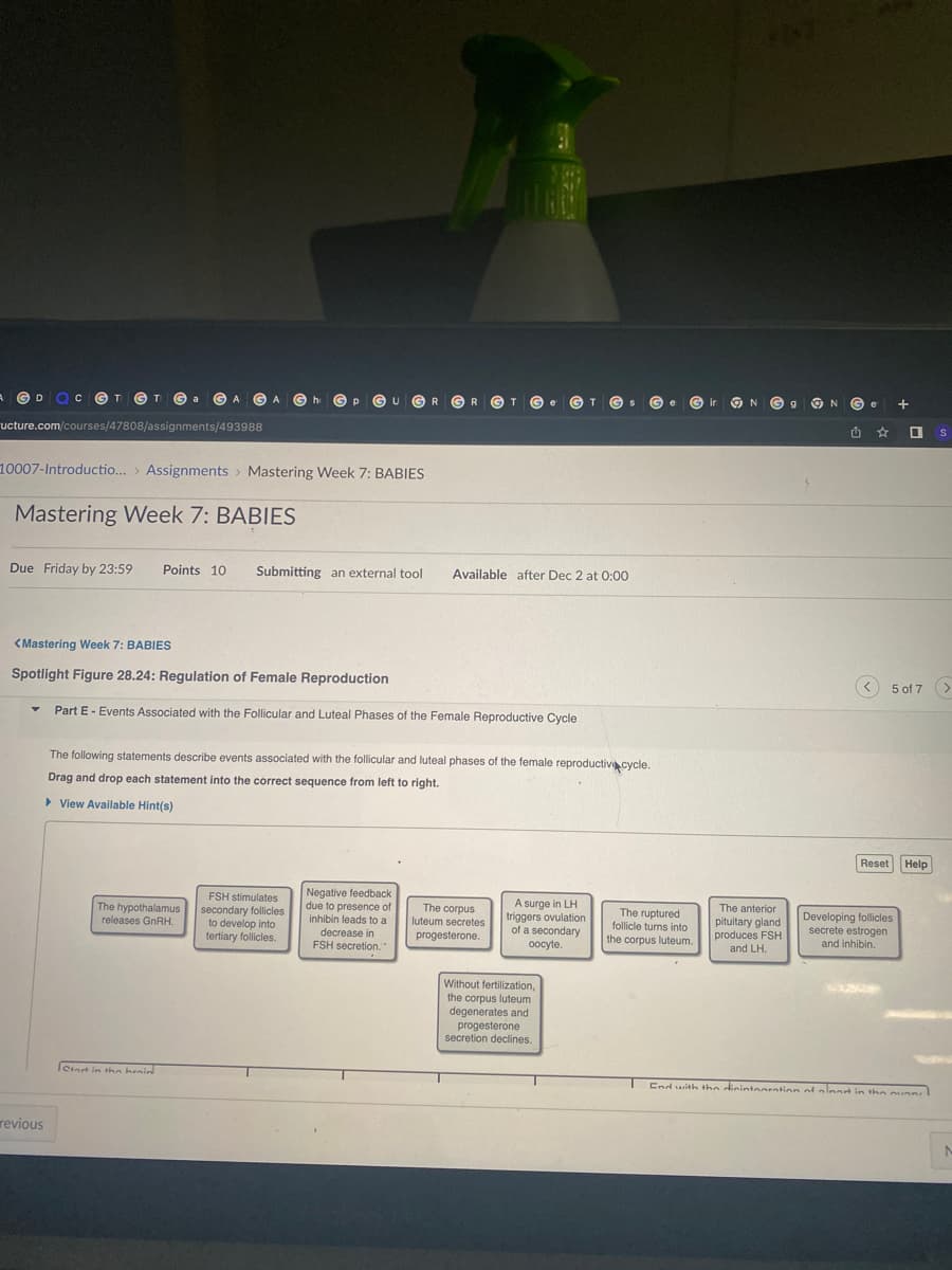 A DOCT GT Ga
ucture.com/courses/47808/assignments/493988
Mastering Week 7: BABIES
A GA
10007-Introductio... > Assignments > Mastering Week 7: BABIES
▼
revious
Due Friday by 23:59 Points 10 Submitting an external tool
ho
The hypothalamus
releases GnRH.
Р
Start in the brain
U GR GR GT
<Mastering Week 7: BABIES
Spotlight Figure 28.24: Regulation of Female Reproduction
Part E - Events Associated with the Follicular and Luteal Phases of the Female Reproductive Cycle
FSH stimulates
secondary follicles
to develop into
tertiary follicles.
The following statements describe events associated with the follicular and luteal phases of the female reproductive cycle.
Drag and drop each statement into the correct sequence from left to right.
► View Available Hint(s)
Available after Dec 2 at 0:00
Negative feedback
due to presence of
inhibin leads to a
decrease in
FSH secretion.
e GT
The corpus
luteum secretes
progesterone.
A surge in LH
triggers ovulation
of a secondary
oocyte.
Without fertilization,
the corpus luteum
degenerates and
progesterone
secretion declines
S
The ruptured
follicle turns into
the corpus luteum.
ir
N G g
The anterior
pituitary gland
produces FSH
and LH.
N
Ge
<
☆
+
5 of 7 >
Reset Help
Developing follicles
secrete estrogen
and inhibin.
S
End with the disintegration of art in the munnl
M