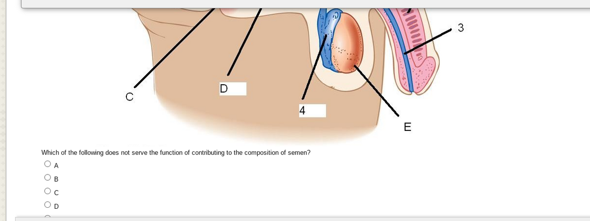 3
D
4
E
Which of the following does not serve the function of contributing to the composition of semen?
A
C
D
оооо
