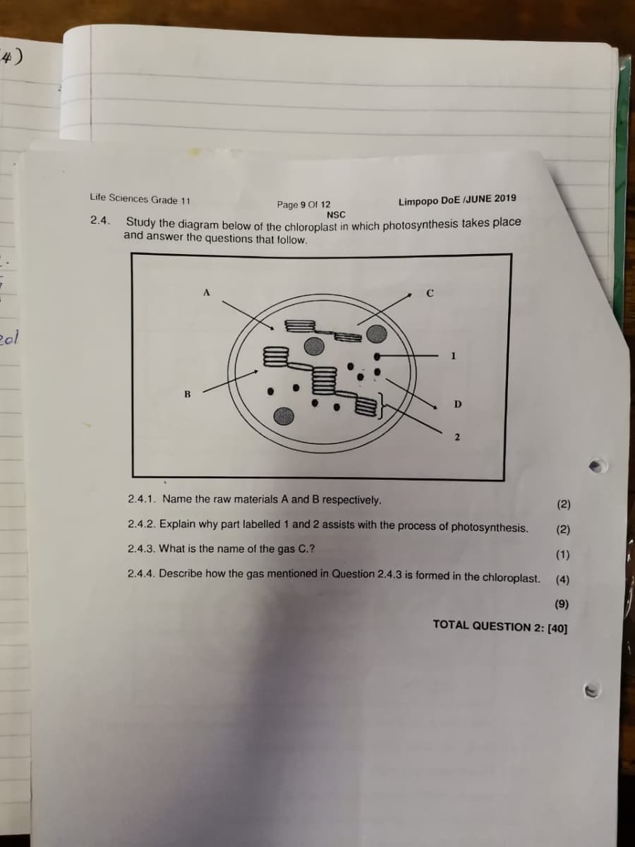 4)
Life Sciences Grade 11
Page 9 Of 12
NSC
Study the diagram below of the chloroplast in which photosynthesis takes place
Limpopo DoE /JUNE 2019
2.4.
and answer the questions that follow.
D
2
2.4.1. Name the raw materials A and B respectively.
(2)
2.4.2. Explain why part labelled 1 and 2 assists with the process of photosynthesis.
(2)
2.4.3. What is the name of the gas C.?
(1)
2.4.4. Describe how the gas mentioned in Question 2.4.3 is formed in the chloroplast.
(4)
(9)
TOTAL QUESTION 2: [40]
