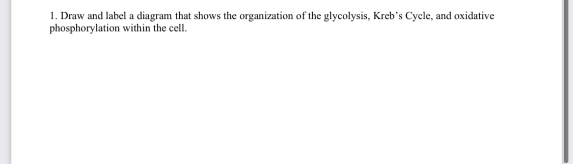 1. Draw and label a diagram that shows the organization of the glycolysis, Kreb's Cycle, and oxidative
phosphorylation within the cell.

