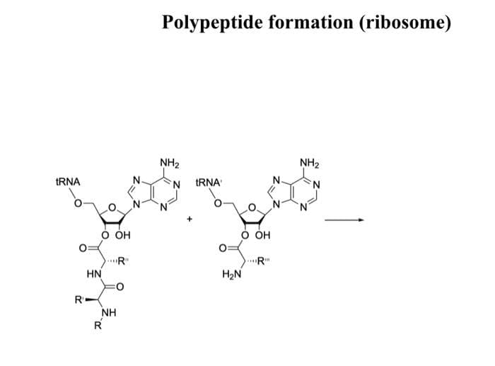 tRNA
O OH
07...
HN
R
*R"
NH
R
Polypeptide formation (ribosome)
NH₂
N
tRNA'
O OH
07...
H₂N
...R
NH₂
N