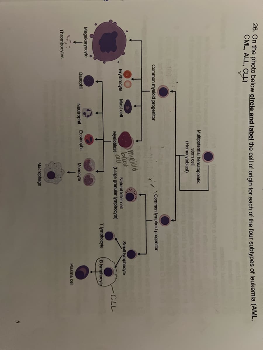 26. On the photo below circle and label the cell of origin for each of the four subtypes of leukemia (AML,
CML, ALL, CLL)
Megakaryocyte
Thrombocytes
Common myeloid progenitor
Erythrocyte
Basophil
Mast cell
Multipotential hematopoietic
stem cell
(Hemocytoblast)
Myeloblast
Neutrophil Eosinophil
myeloid
blast
cell
Natural killer cell
(Large granular lymphocyte)
Monocyte
Common lymphoid progenitor
Macrophage
Small lymphocyte
T lymphocyte
-CLL
B lymphocyte
Plasma cell
5