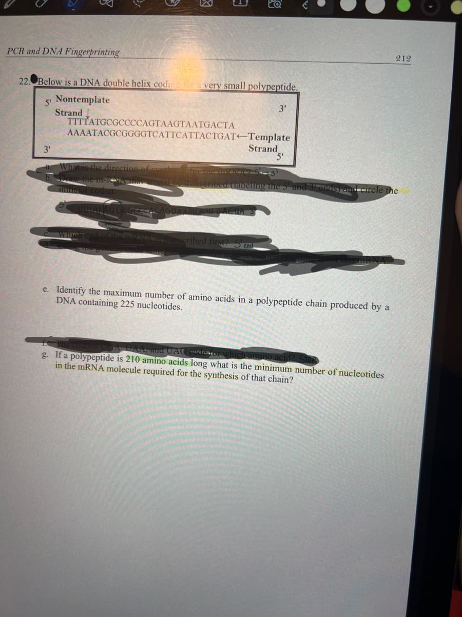 PCR and DNA Fingerprinting
22. Below is a DNA double helix coding for a very small polypeptide.
5 Nontemplate
Strand
3'
TTTTATGCGCCCCAGTAAGTAATGACTA
E
at is the direction of th
AAAATACGCGGGGTCATTCATTACTGAT-Template
intrator codon.
UUTILAU GOGESSA
Imesacor
which end of the mRNA IS transcribed first? 5
3'
Strand
5'
g the 5' and 3 ends) and circle the
e. Identify the maximum number of amino acids in a polypeptide chain produced by a
DNA containing 225 nucleotides.
212
codons UÇA, UAA, and UAG code for which amino aci
g. If a polypeptide is 210 amino acids long what is the minimum number of nucleotides
in the mRNA molecule required for the synthesis of that chain?