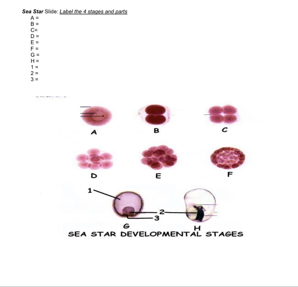 Sea Star Slide: Label the 4 stages and parts
A =
B =
C=
D =
E =
F
G =
H =
1 =
2 =
3 =
A
в
D
E
F
2-
G
SEA STAR DEVELOPMENTAL STAGES
