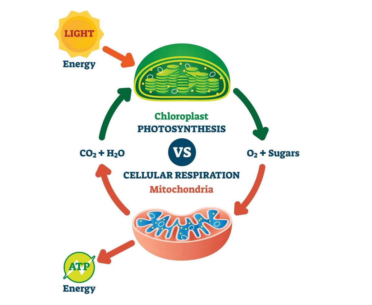 LIGHT
Energy
Chloroplast
PHOTOSYNTHESIS
CO2 + H20
VS
02 + Sugars
CELLULAR RESPIRATION
Mitochondria
ATP
Energy
