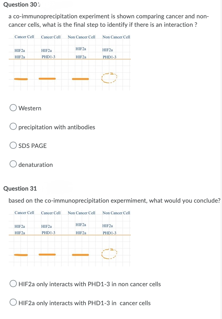 Question 30
a co-immunoprecipitation experiment is shown comparing cancer and non-
cancer cells, what is the final step to identify if there is an interaction ?
Cancer Cell
Cancer Cell
Non Cancer Cell
Non Cancer Cell
HIF2A
HIF2A
HIF2A
HIF2A
HIF2A
PHD1-3
HIF2A
PHD1-3
Western
O precipitation with antibodies
SDS PAGE
O denaturation
Question 31
based on the co-immunoprecipitation expermiment, what would you conclude?
Cancer Cell
Cancer Cell
Non Cancer Cell
Non Cancer Cell
HIF2.
HIF2A
HIF22
HIF2A
HIF2.
PHD1-3
HIF2.
PHD1-3
-
O HIF2A only interacts with PHD1-3 in non cancer cells
O HIF2A only interacts with PHD1-3 in cancer cells
