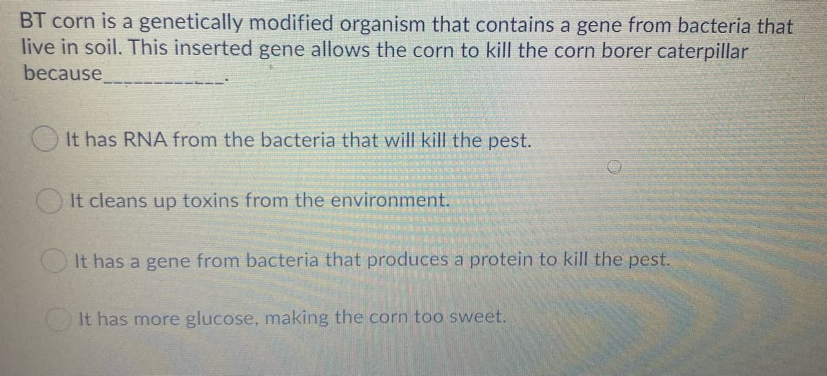 BT corn is a genetically modified organism that contains a gene from bacteria that
live in soil. This inserted gene allows the corn to kill the corn borer caterpillar
because
It has RNA from the bacteria that will kill the pest.
OIt cleans up toxins from the environment.
O It has a gene from bacteria that produces a protein to kill the pest.
It has more glucose, making the corn too sweet.

