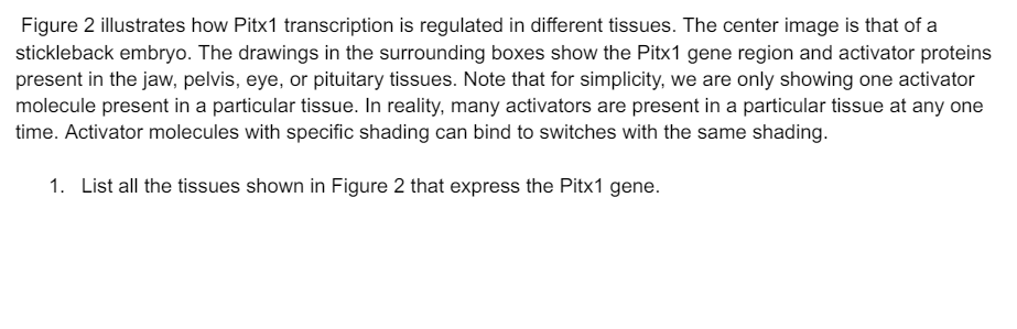 Figure 2 illustrates how Pitx1 transcription is regulated in different tissues. The center image is that of a
stickleback embryo. The drawings in the surrounding boxes show the Pitx1 gene region and activator proteins
present in the jaw, pelvis, eye, or pituitary tissues. Note that for simplicity, we are only showing one activator
molecule present in a particular tissue. In reality, many activators are present in a particular tissue at any one
time. Activator molecules with specific shading can bind to switches with the same shading.
1. List all the tissues shown in Figure 2 that express the Pitx1 gene.