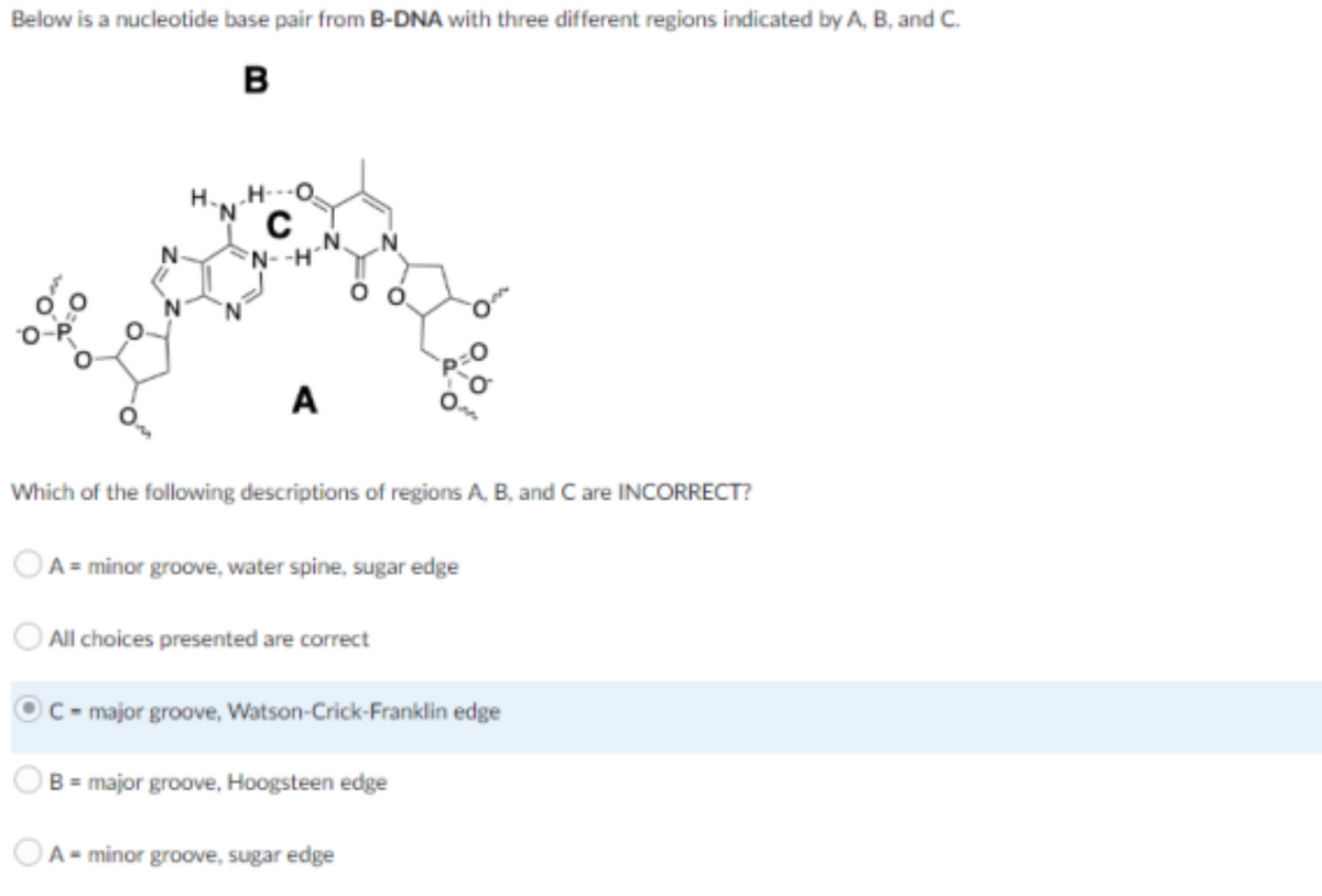 Below is a nucleotide base pair from B-DNA with three different regions indicated by A, B, and C.
B
A
Which of the following descriptions of regions A, B, and Care INCORRECT?
OA = minor groove, water spine, sugar edge
All choices presented are correct
C = major groove, Watson-Crick-Franklin edge
B = major groove, Hoogsteen edge
C
N.
OA-minor groove, sugar edge