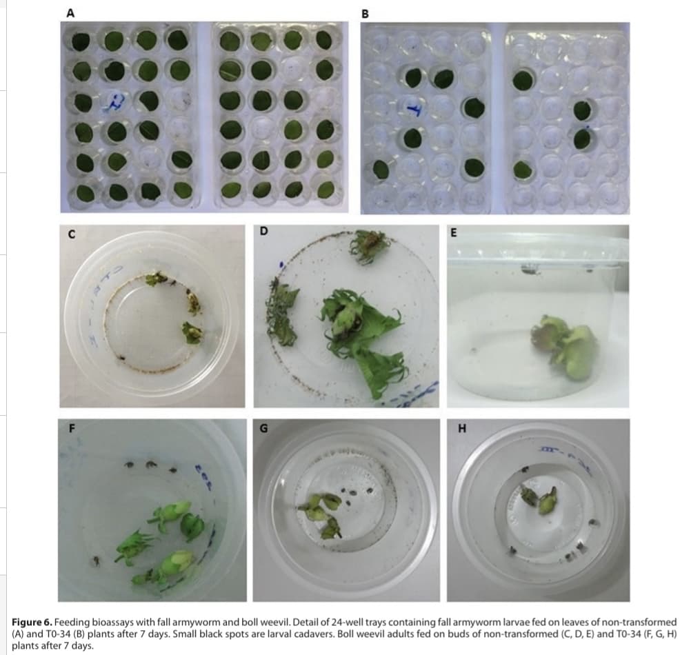A
G
B
Pew
H
Figure 6. Feeding bioassays with fall armyworm and boll weevil. Detail of 24-well trays containing fall armyworm larvae fed on leaves of non-transformed
(A) and TO-34 (B) plants after 7 days. Small black spots are larval cadavers. Boll weevil adults fed on buds of non-transformed (C, D, E) and TO-34 (F, G, H)
plants after 7 days.