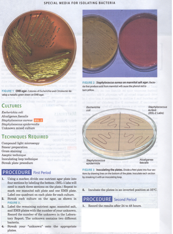 SPECIAL MEDIA FOR ISOLATING BACTERIA
FIGURE 2 Staphylococcus aureus on mannitol salt agar. Bacte-
ria that produce acid from mannitol will cause the phenol red to
turn yellow.
FIGURE 1 EMB agar. Colonies of Escherichia and Citrobacter de-
velop a metallic green sheen on EMB agar.
CULTURES
Staphylococcus
Escherichia
col
snaune
(BSL-2 Labs)
Escherichia coli
JAIR
Alcaligenes faecalis
Staphylococcus aureus BSL-2
Staphylococcus epidermidis
Unknown mixed culture
TECHNIQUES REQUIRED
Compound light mieroscopy
Smear preparation
Gram staining
Aseptic technique
Inoculating loop technique
Streak plate procedure
Staphylococcus
epidermidis
Alcaligenes
faecalis
PROCEDURE First Period
FIGURE 3 Inoculating the plates. Divide a Petri plate into four sec-
tions by drawing lines on the bottom of the plate. Inoculate each section
by streaking it with an inoculating loop.
1. Using a marker, divide one nutrient agar plate into
four sections by labeling the bottom. (BSL-1 labs will
need to mark three sections on the plate.) Repeat to
mark one mannitol salt plate and one EMB plate.
Label one quadrant on each plate for each culture.
2. Streak each culture on the agar, as shown in
5. Incubate the plates in an inverted position at 35°C.
PROCEDURE Second Period
FIGURE 3.
3. Label the remaining nutrient agar, mannitol salt, 1. Record the results after 24 to 48 hours.
and EMB plates with the number of your unknown.
Record the number of the unknown in the Labora-
tory Report. The unknown contains two different
bacteria.
4. Streak your "unknown" onto the appropriate
plates.
