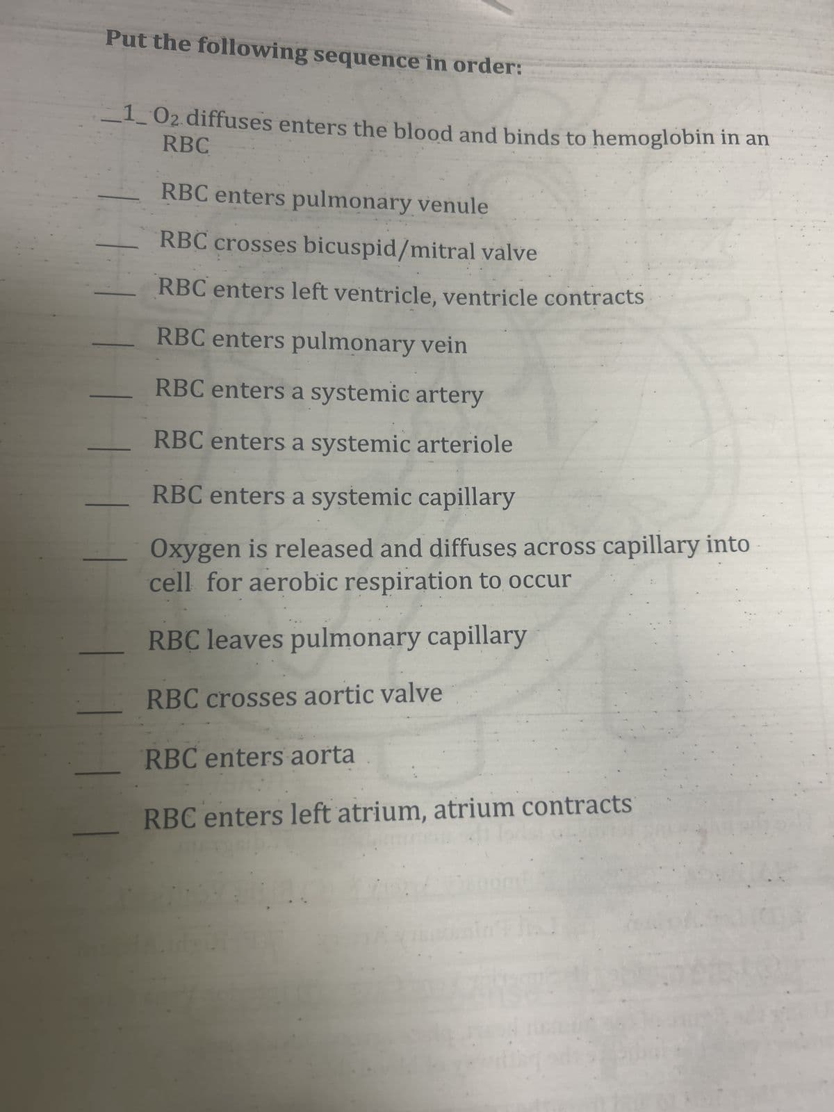 Put the following sequence in order:
_1_02 diffuses enters the blood and binds to hemoglobin in an
RBC
RBC enters pulmonary venule
RBC crosses bicuspid/mitral valve
RBC enters left ventricle, ventricle contracts
RBC enters pulmonary vein
RBC enters a systemic artery
RBC enters a systemic arteriole
RBC enters a systemic capillary
Oxygen is released and diffuses across capillary into
cell for aerobic respiration to occur
RBC leaves pulmonary capillary
RBC crosses aortic valve
RBC enters aorta
RBC enters left atrium, atrium contracts