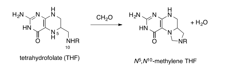 H₂N N N
HN
N5
NHR
10
tetrahydrofolate (THF)
CH₂O
H₂N .N
HN
!!
N
-NR
+ H₂O
N5, N10-methylene THF