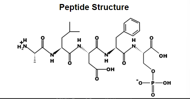 x
H₂N
في عملية
Peptide Structure
H
H
N
H
-OH
H
ОН
POH