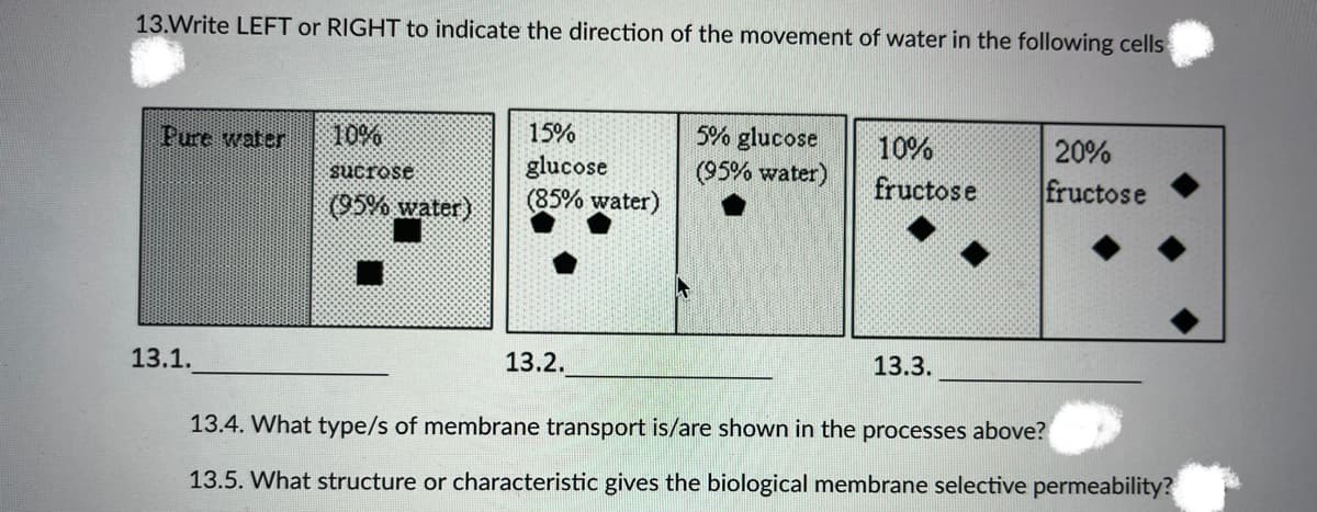13.Write LEFT or RIGHT to indicate the direction of the movement of water in the following cells
Pure water
10%
sucrose
15%
glucose
(85% water)
5% glucose
(95% water)
10%
fructose
20%
fructose
(95% water)
☐
13.1.
13.2.
13.3.
13.4. What type/s of membrane transport is/are shown in the processes above?
13.5. What structure or characteristic gives the biological membrane selective permeability?