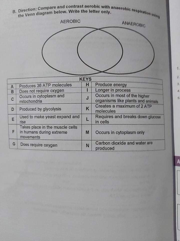 the Venn diagram below. Write the letter only.
B. Direction: Compare and contrast aerobic with anaerobic respiration using
AEROBIC
ANAEROBIC
KEYS
Produces 36 ATP molecules
Does not require oxygen
H.
Produce energy
Longer in process
Occurs in most of the higher
J.
organisms like plants and animals
Creates a maximum of 2 ATP
K
molecules
Occurs in cytoplasm and
C
mitochondria
D.
Produced by glycolysis
Requires and breaks down glucose
L
Used to make yeast expand and
rise
Takes place in the muscle cells
F in humans during extreme
movements
in cells
Occurs in cytoplasm only
G Does require oxygen
Carbon dioxide and water are
produced
A.
