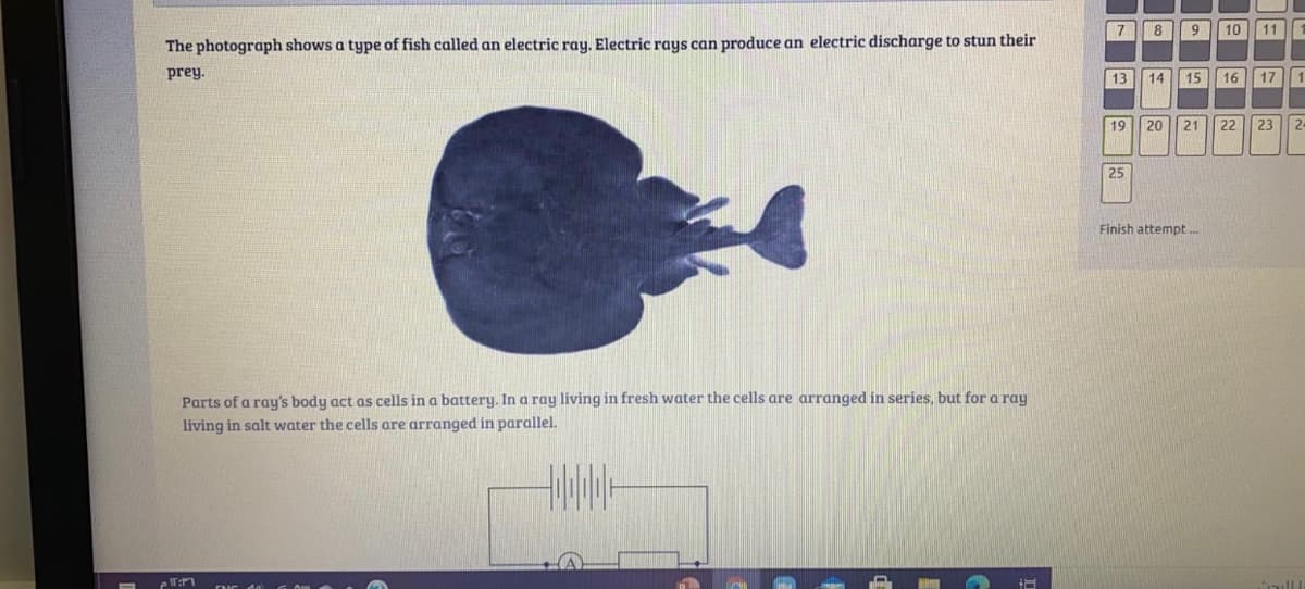 7 8 | 9
10 11
The photograph shows a type of fish called an electric ray. Electric rays can produce an electric discharge to stun their
prey.
13 14 15 16 17 1
19 20 21 22 23
2-
25
Finish attempt..
Parts of a ray's body act as cells in a battery. In a ray living in fresh water the cells are arranged in series, but for a ray
living in salt water the cells are arranged in parallel.
回国
